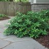 Ardisia Japonica Chirimen Marlberry