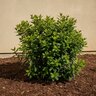 Viburnum Tinus Spirit Laurustinus