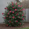 Camellia Japonica Laura Walker Camellia