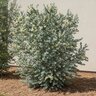 Eucalyptus Pulverulenta Baby Blue Silver-Leaved Mountain Gum