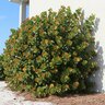 Coccoloba Uvifera Seagrape