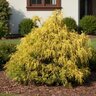 Chamaecyparis Pisifera Pauls Gold Japanese Falsecypress
