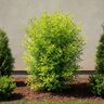 Nandina Domestica Cool Glow Lime Heavenly Bamboo