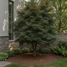 Acer Palmatum Skeeters Broom Japanese Maple