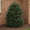 Ilex X Red Beauty Holly