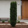 Taxus Cuspidata Fastigiata Captain Japanese Yew