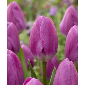 Tulipa gesneriana Imperial Garden Darwin Hybrid Tulip Bulb