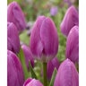 Tulipa gesneriana Imperial Garden Darwin Hybrid Tulip Bulb