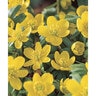 Eranthis cilicica Winter Aconite Bulb