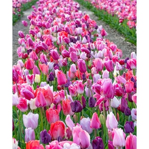 Tulipa gesneriana Pink and Purple All Season Tulip Bulb