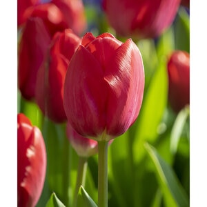 Tulipa gesneriana Red Van Eijk Darwin Hybrid Tulip Bulb