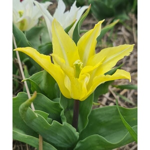 Tulipa Isaac Chic Lily Flowered Tulip Bulb Each