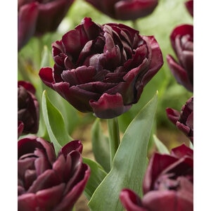 Tulipa gesneriana Canyon Double Late Tulip Bulb