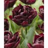 Tulipa gesneriana Canyon Double Late Tulip Bulb
