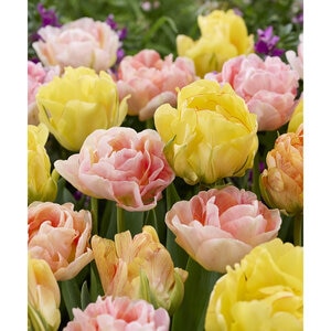 Tulipa gesneriana Double Pastel Mixture Double Mid Tulip Bulb