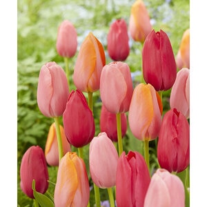 Tulipa species French Cancan Mixture Single Late Tulip Bulb