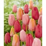 Tulipa species French Cancan Mixture Single Late Tulip Bulb