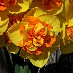 Narcissus tazetta Sizzling Fire Double Daffodil Bulb