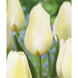 Tulipa gesneriana Orleans Single Late Tulip Bulb