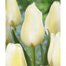 Tulipa gesneriana Orleans Single Late Tulip Bulb