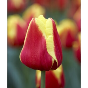 Tulipa gesneriana Denmark Triumph Tulip Bulb