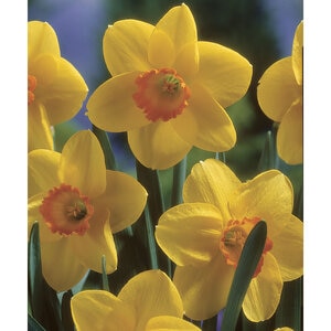 Narcissus carbineer Carbineer Large Cup Daffodil Bulb
