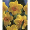 Narcissus carbineer Carbineer Large Cup Daffodil Bulb