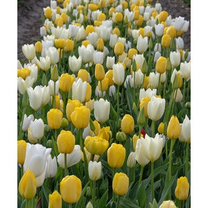 Tulipa gesneriana White and Yellow All Season Tulip Bulb