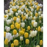 Tulipa gesneriana White and Yellow All Season Tulip Bulb