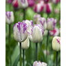 Tulipa gesneriana Shirley Triumph Tulip Bulb