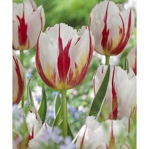 Tulipa gesneriana Happy Generation Triumph Tulip Bulb