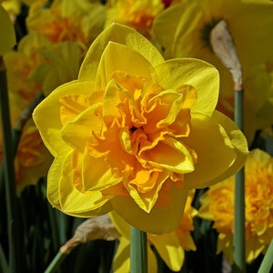 Narcissus tazetta Double Sunrise Double Daffodil Bulb