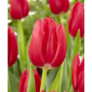 Tulipa gesneriana Rodolfo Triumph Tulip Bulb