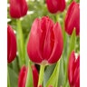 Tulipa gesneriana Rodolfo Triumph Tulip Bulb