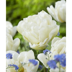 Tulipa Northcap Double Early Tulip Bulb