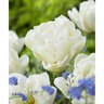 Tulipa Northcap Double Early Tulip Bulb