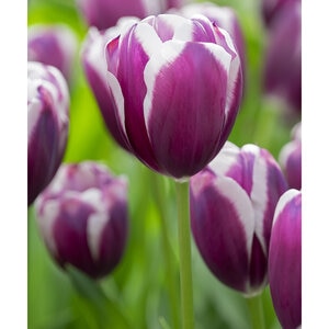 Tulipa Tiramisu Triumph Tulip Bulb