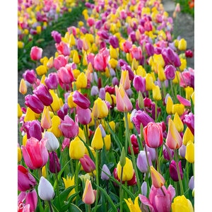 Tulipa gesneriana Pink and Yellow All Season Tulip Bulb