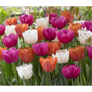 Tulipa Lollipop Mixture All Season Tulip Bulb