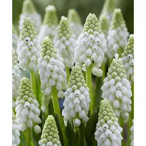 Muscari botryoides White Pearl Grape Hyacinth Bulb