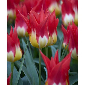 Tulipa fosteriana Emperor Flames Mystery Fosteriana Tulip Bulb