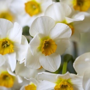 Narcissus pseudonarcissus Beautiful Eyes Bunch Flowering Daffodil Bulb