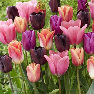 Tulipa gesneriana Supernova Mixture Triumph Tulip Bulb