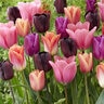 Tulipa gesneriana Supernova Mixture Triumph Tulip Bulb