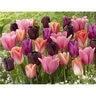 Tulipa gesneriana Supernova Mixture Triumph Tulip Bulb