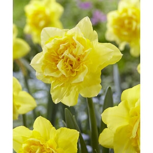 Narcissus tazetta Dick Wilden Double Daffodil Bulb