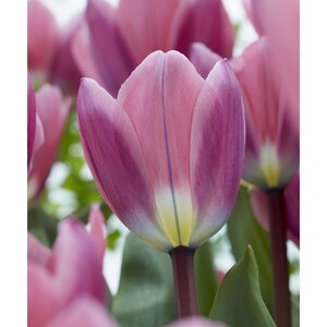Tulipa hybrid Light and Dreamy Darwin Hybrid Tulip Bulb