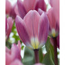 Tulipa hybrid Light and Dreamy Darwin Hybrid Tulip Bulb