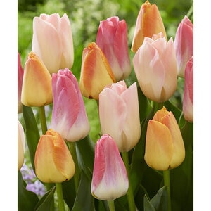 Tulipa gesneriana Dynasty Mixture Triumph Tulip Bulb