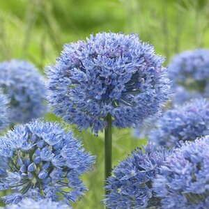 Allium Azureum Miniature Ornamental Onion Bulb